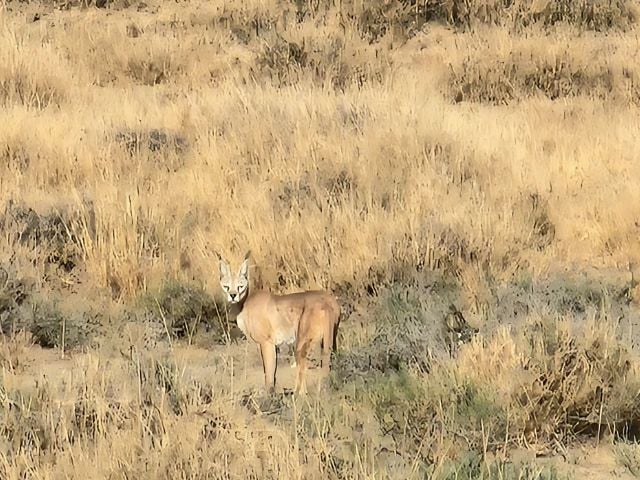 Rare caracal spotted in Cholistan for the first time, marking a milestone in wildlife monitoring. Photo: FILE