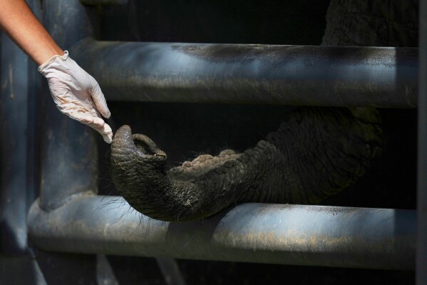 The trunk of a female African elephant named Pupy interacts with a worker as she stands inside her enclosure at the Ecoparque in Buenos Aires, Argentina, Tuesday, March 25, 2025, as she is trained for her relocation to a sanctuary in Brazil. (AP Photo/Natacha Pisarenko)