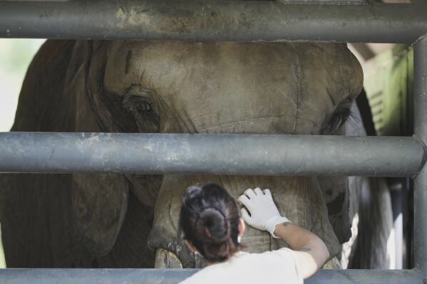 A female African elephant named Pupy is touched by a worker at the Ecoparque in Buenos Aires, Argentina, Tuesday, March 25, 2025, as she is trained for her relocation to a sanctuary in Brazil. (AP Photo/Natacha Pisarenko)