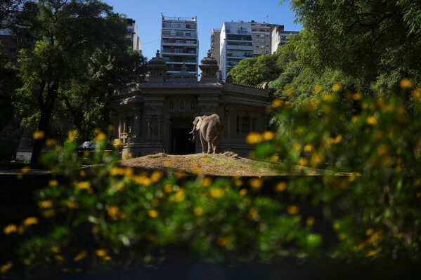 A female African elephant named Pupy stands in her enclosure at the Ecoparque in Buenos Aires, Argentina, Tuesday, March 25, 2025, as she is trained for her relocation to a sanctuary in Brazil. (AP Photo/Natacha Pisarenko)