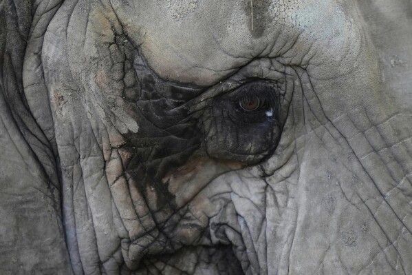 A female African elephant named Pupy stands in her enclosure at the Ecoparque in Buenos Aires, Argentina, Tuesday, March 25, 2025, as she is trained for her relocation to a sanctuary in Brazil. (AP Photo/Natacha Pisarenko)