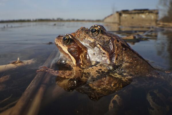 Frogs safely reach a spawning area in the Sestroretsk Bog natural reserve outside St. Petersburg, Russia, on Wednesday, April 16, 2025. (AP Photo/Dmitri Lovetsky)