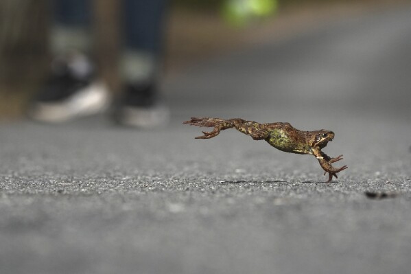 A frog crosses a road to get a spawning area in the Sestroretsk Bog natural reserve outside St. Petersburg, Russia, on Wednesday, April 16, 2025. (AP Photo/Dmitri Lovetsky)